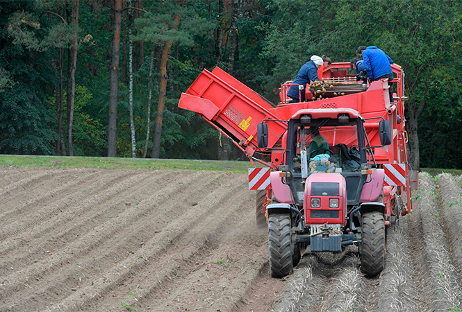 Лукашенко продолжает убирать урожай (видео)
