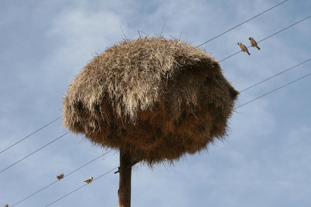 Общественный ткач строит самые большие в мире гнезда. Как ему это удается?