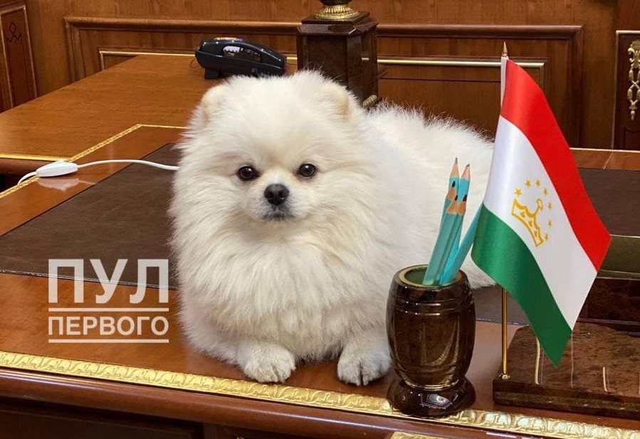 Лукашенко взял сына Николая и шпица на саммит ОДКБ