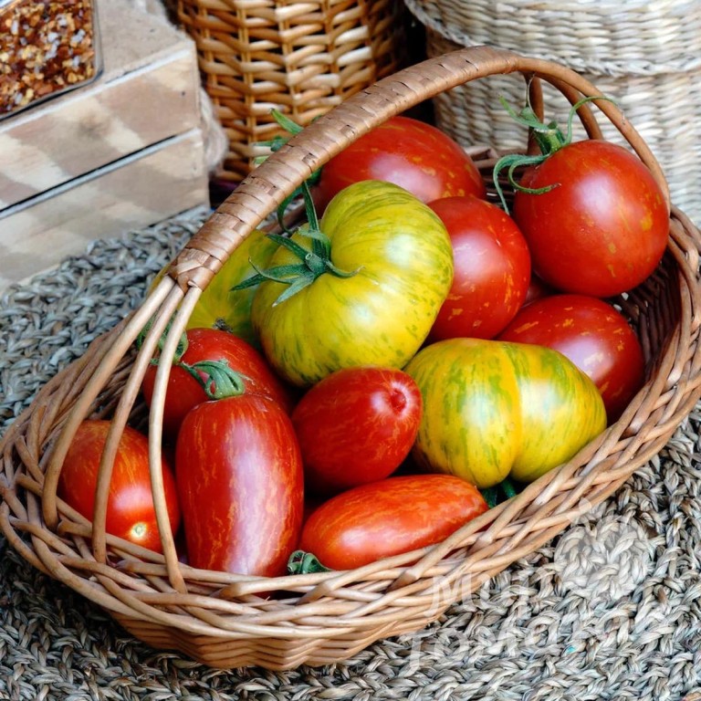 В коллекции жительницы Гродненской области более 500 сортов экзотических и редких томатов