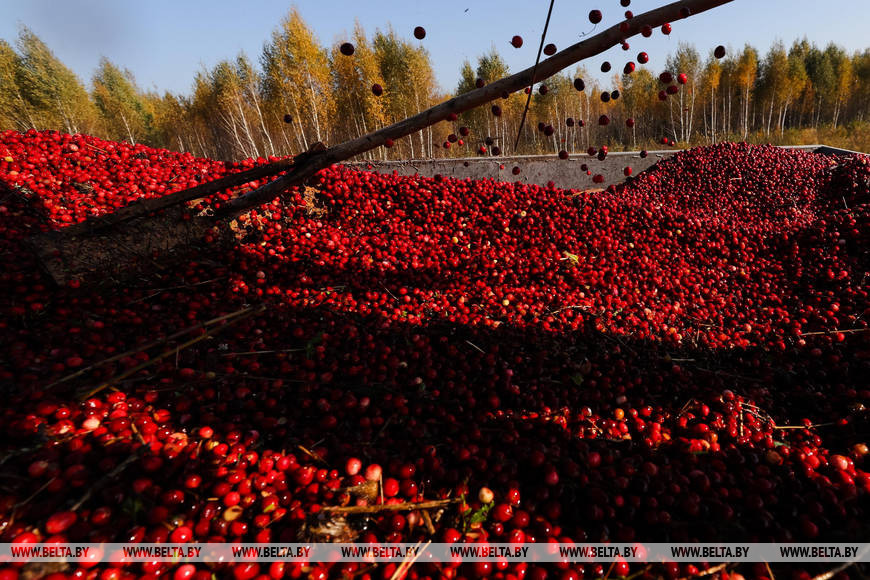 Посмотрите, как собирают клюкву в самом крупном ягодном хозяйстве Европы