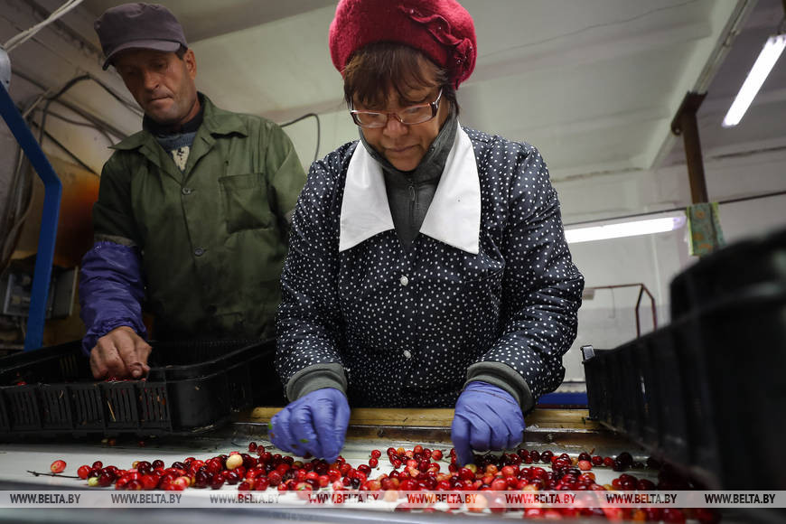 Посмотрите, как собирают клюкву в самом крупном ягодном хозяйстве Европы