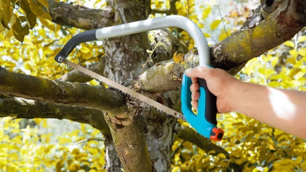 Правильная весенняя обрезка плодовых деревьев: сроки и советы