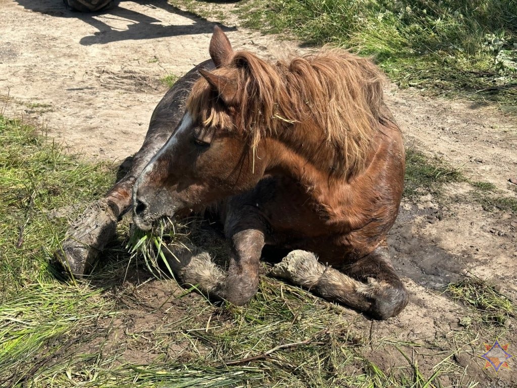 Провалившуюся в колодец лошадь освободили спасатели в Пружанском районе