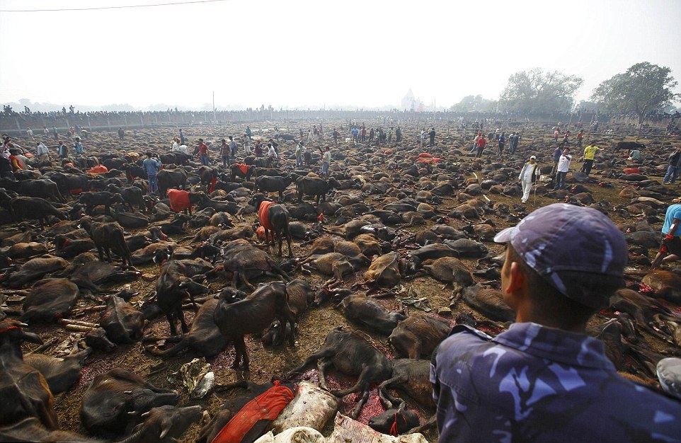 Самый кровавый фестиваль жертвоприношений в мире начался в Непале