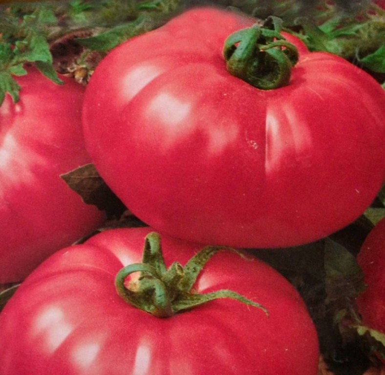 Лучшие крупноплодные сорта томатов с фото и описанием