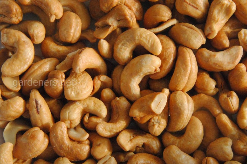 ТОП-10 полезных орехов: грецкий, бразильский, кедровые орехи и другие