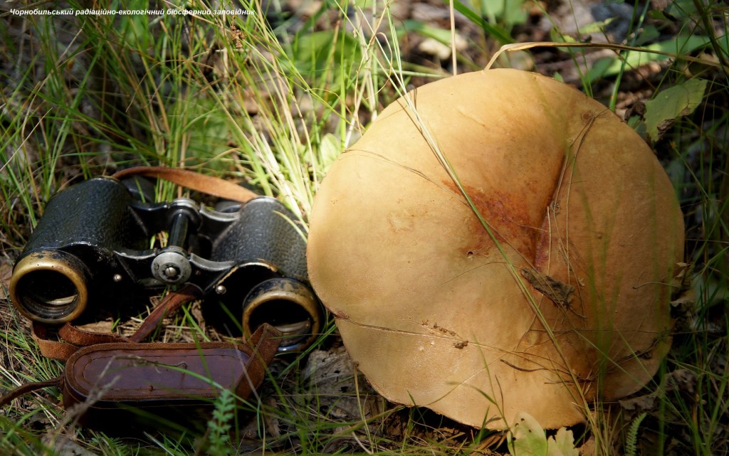 В Чернобыле хвастаются гигантскими грибами и насекомыми