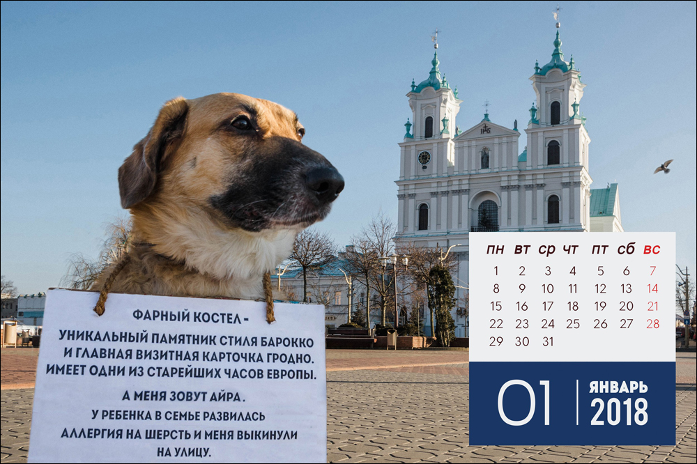 В Гродно выпустили антикалендарь с бездомными собаками