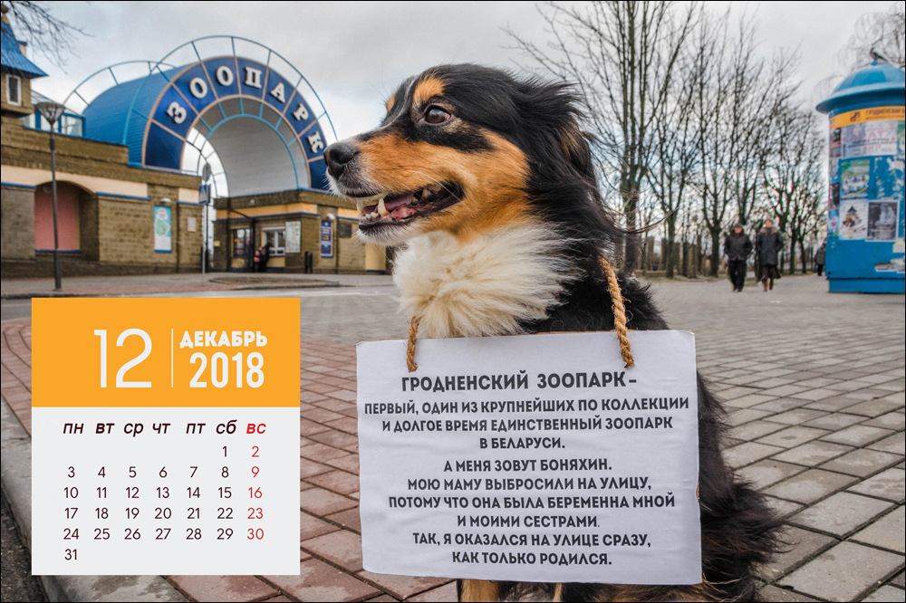 В Гродно выпустили антикалендарь с бездомными собаками