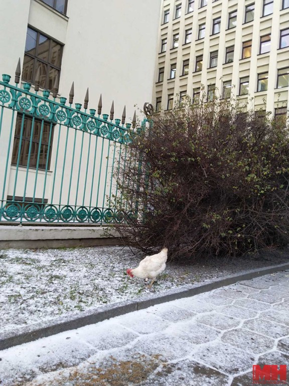 В Минске у Дома правительства прогуливалась курица