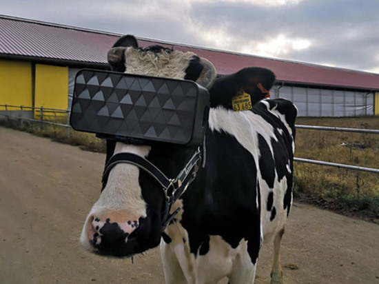 В России коровам выдали очки виртуальной реальности