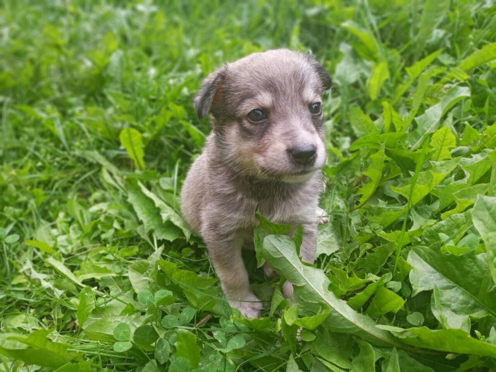 В Волковыске спасли щенка, который полностью был покрыт смолой