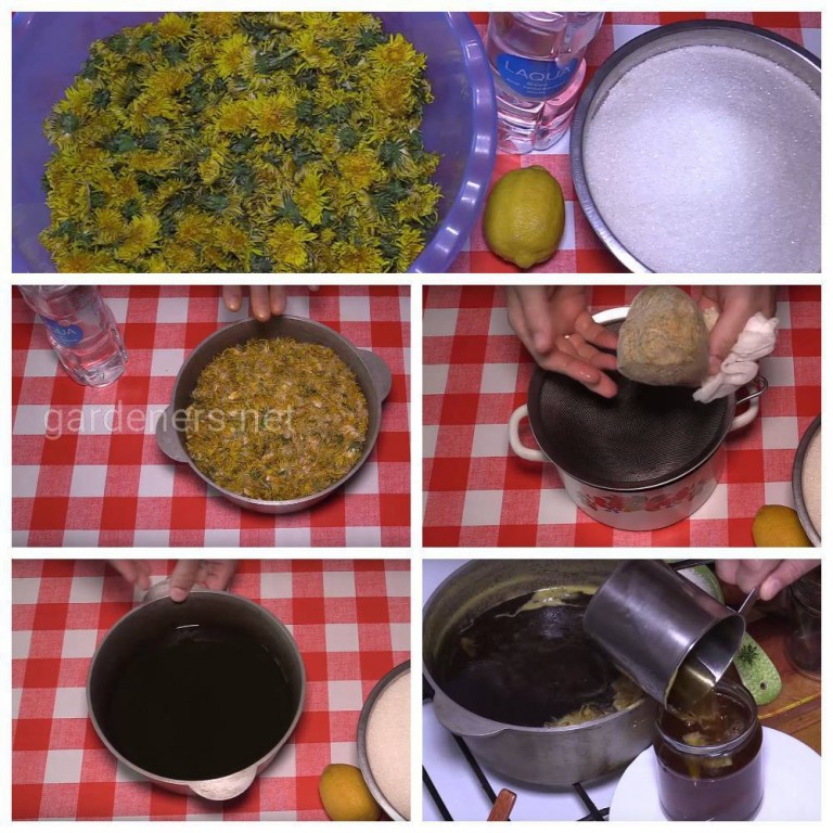 Варенье из одуванчиков: пошаговый рецепт приготовления с фото