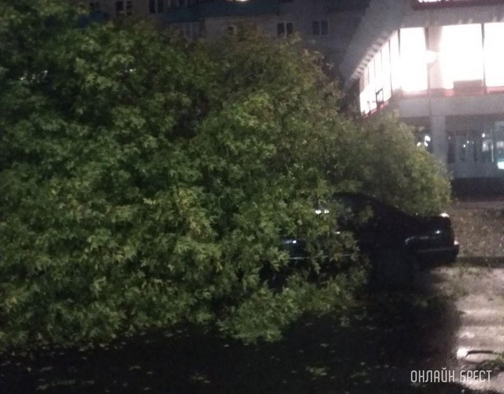 Ветер повалил деревья на машины в Бресте