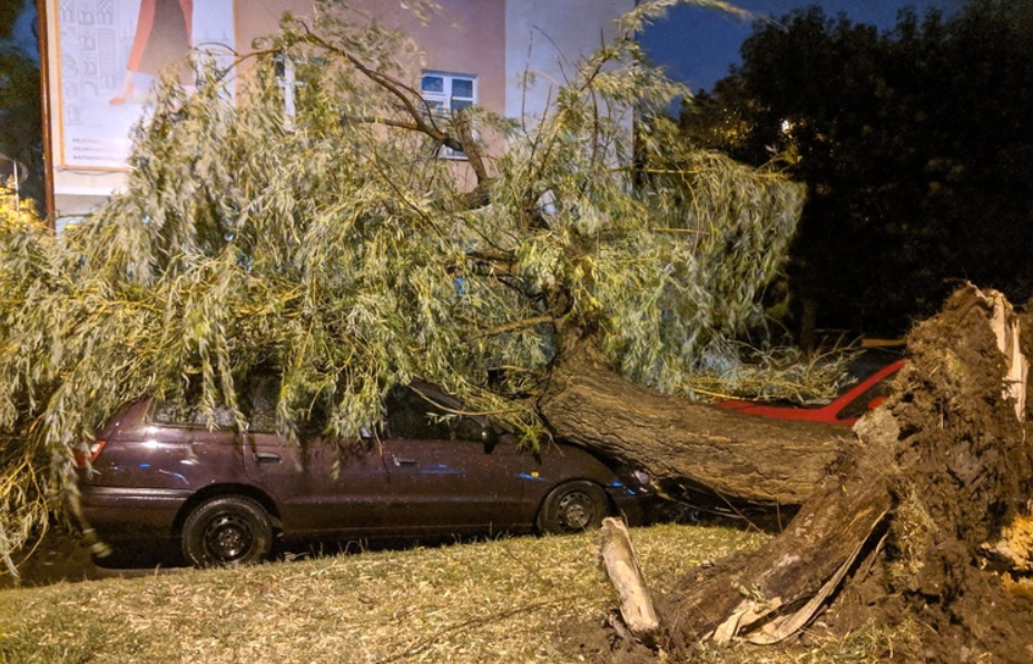 Ветер повалил деревья на машины в Бресте