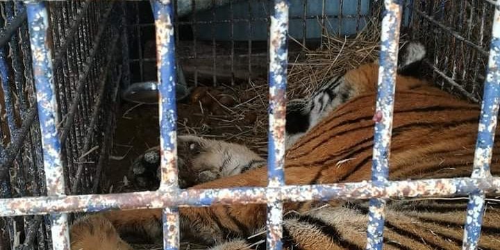 Задержанные на белорусско-польской границе тигры отправились в Испанию