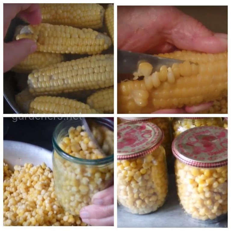 Заготовка кукурузы на зиму: 5 лучших рецептов