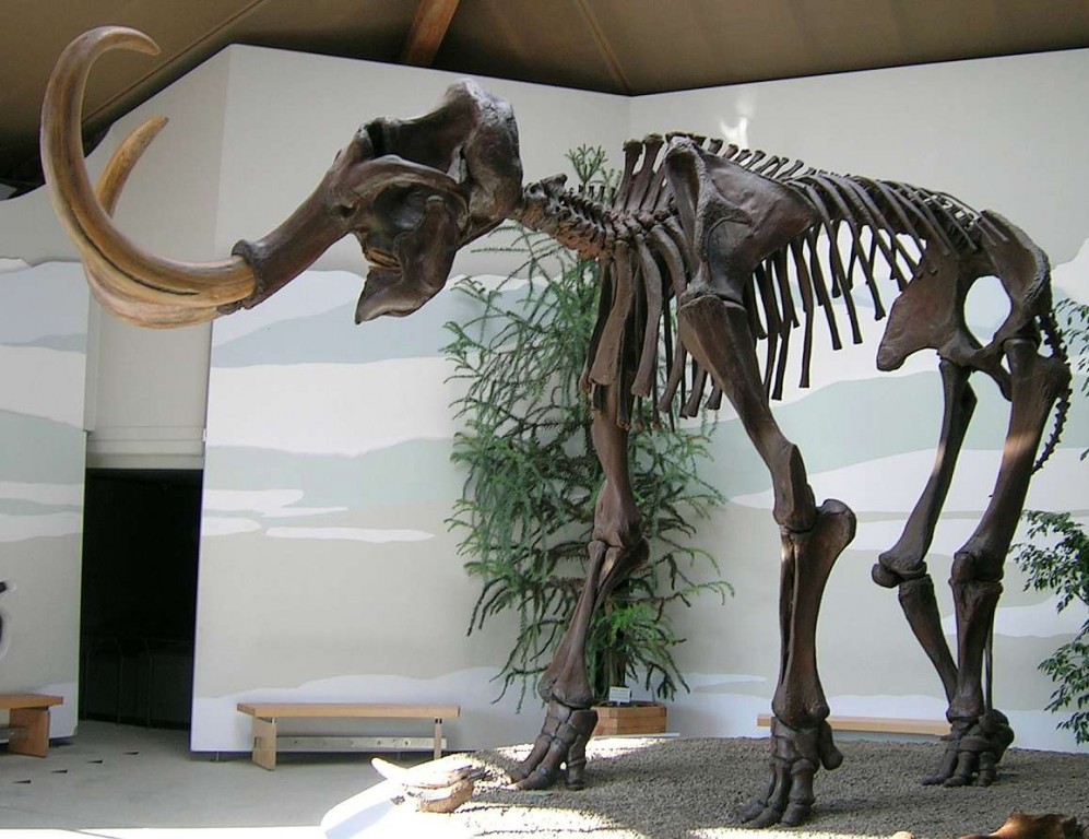 Скелет шерстистого мамонта из Новосибирского краеведческого музея, Newsib