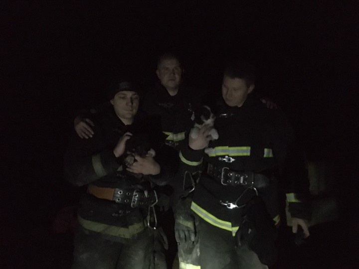 Застрявших в бетонной плите щенков спасли сотрудники МЧС в Гродно