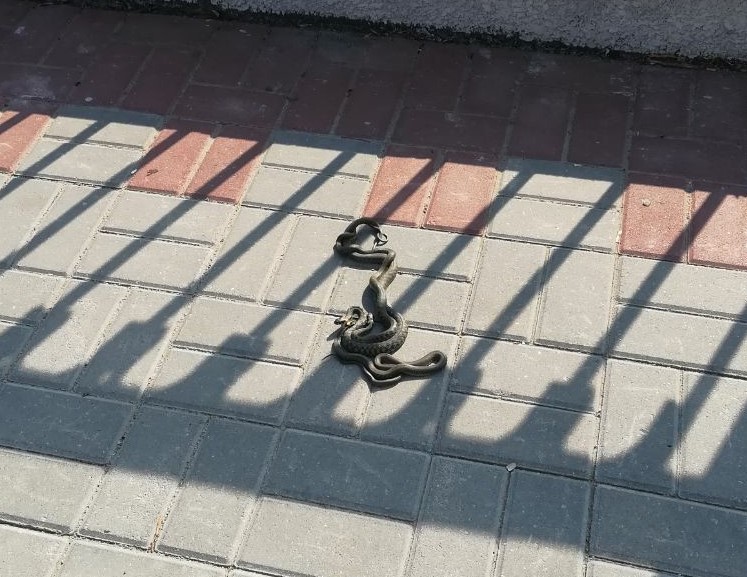 Змеи выползают на Набережную в Бресте