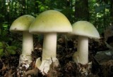 В Брестской области женщина умерла из-за употребления ядовитых грибов