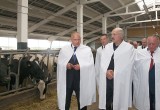 В Брестской области президенту Беларуси подарили корову