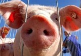 В Брестской области неожиданно закрылась свиноферма