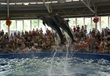 1 марта в Брест приезжает дельфинарий «Атлантида»