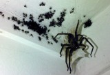 Ученые выяснили, что паукам по силам за год съесть человечество
