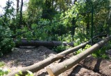 В Бресте ищут неизвестного, вырубившего 34 дерева