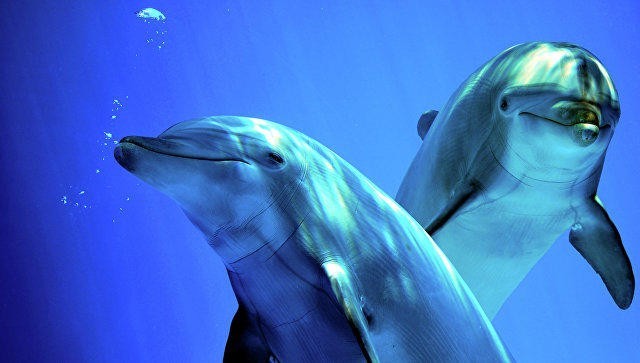 Фотофакт: В Одесской области на побережье выбросило десятки мёртвых дельфинов 