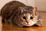 Во Франции серийный убийца кошек умертвил уже более 200 животных