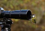 Наблюдать за птицами научат в Брестской и Гомельской областях