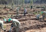 В Беларуси подвели итоги «Недели леса»: больше 25 миллионов высаженных деревьев