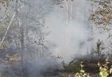 С начала года в Брестской области в лесах произошло уже больше 40 пожаров