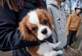 В Беларуси хотят ужесточить правила выгула собак