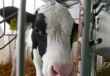 В Беларуси появится собственная порода коров