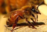В Кобринском районе из прицепа пасечника вылетели пчелы и покусали женщину. Она попала в реанимацию