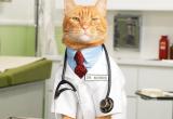 Коты-лекари - миф или правда?