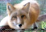 Бешеная лиса напала на домашних животных в Лунинце - часть города попала в карантин 