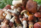 Сезон тихой охоты: два жителя Брестской области лежат в стационаре с отравлением грибами