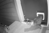 Енот попытался залезть в дом, но встретил отпор кота (видео)