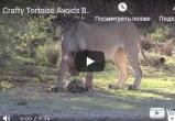 Из жизни дикой природы. Два льва решили съесть черепаху, но не смогли с ней справиться (видео)