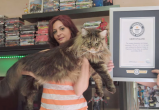 Как выглядит самый длинный домашний кот в мире (видео)
