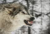 Волк покусал четырех человек в Столбцах