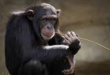 Побег шимпанзе из зоопарка