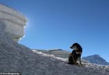 Собака покорила вершину более 7 тысяч метров 