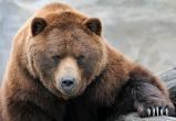 Медведь снова начал "войну" с пчеловодами в Ивацевичском районе