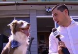 Собака креативно отказалась давать интервью (видео)